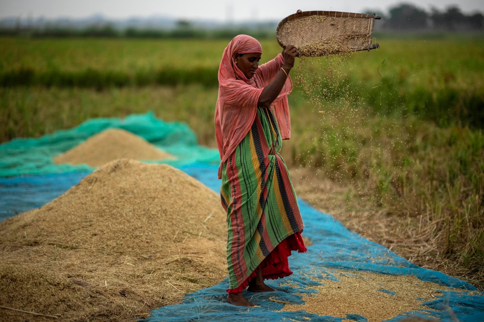 'India likely to cut floor price for basmati rice exports, sources say'